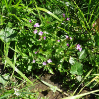 epilobium_alsinifolium3mv