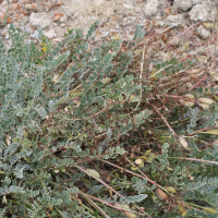 Astragalus spruneri (Astragale de Spruner)