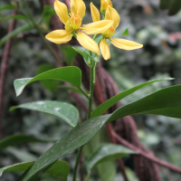 Tristellateia australasiae (Étoile d'Australie)