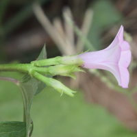 ipomoea_triloba3md