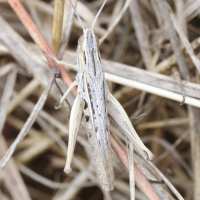 chorthippus_albomarginatus4md (Chorthippus albomarginatus)