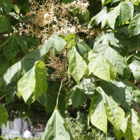 Firmania simplex (Parasol chinois, Sterculier à feuilles de platane)