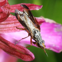 img_2883doryceras_grandis2md (Dorycera grandis)