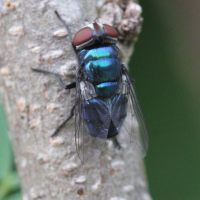 Chrysomya albiceps (Mouche)