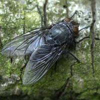 Calliphora vicina (Mouche bleue de la viande)