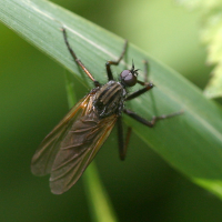 empis_tessellata4bd (Empis tessellata)