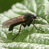 empis_tessellata5bd