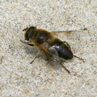 eristalis_tenax5bd (Eristalis tenax)