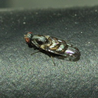 myennis_octopunctata3md