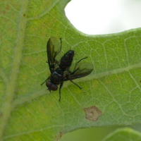 Nyctia halterata (Mouche)