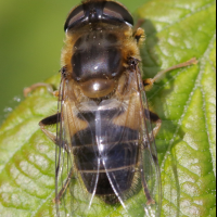 eristalis_pertinax3bd