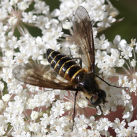 Lomatia lateralis (Lomatie)