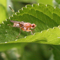Norellisoma spinimanum (Mouche)