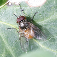 Phaonia rufiventris (Mouche)