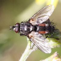 Eriothrix rufomaculatus (Mouche tachinaire, Tachinaire)