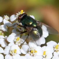 Neomyia cornicina (Mouche)