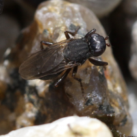 Orygma luctuosum (Mouche)