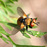 gymnosoma_rotundatum2bd