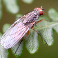 Mycophaga testacea (Mouche)