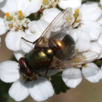 neomyia_cornicina2bd