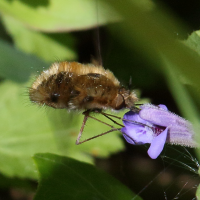 bombylius_major6bd (Bombylius major)