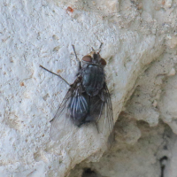 calliphora_vicina2bd