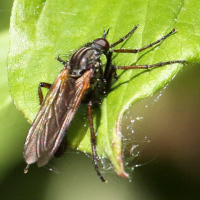 empis_tessellata4bd (Empis tessellata)