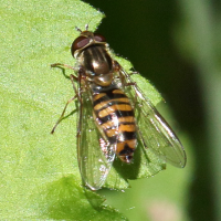 episyrphus_balteatus5bd (Episyrphus balteatus)