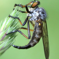 Neoitamus cyanurus (Asile, Mouche)