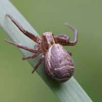 Xysticus ulmi (Araignée-crabe)