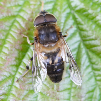 eristalis_pertinax4md (Eristalis pertinax)