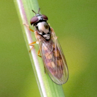 Melanostoma mellinum (Syrphe)