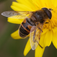 eristalis_tenax6md (Eristalis tenax)