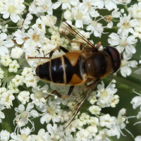 eristalis_pertinax5bd (Eristalis pertinax)