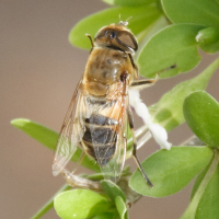 eristalis_similis1bd (Eristalis similis)