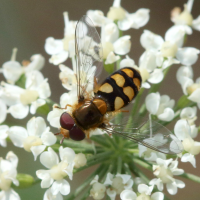 Eupeodes luniger (Syrphe)