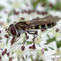 Melangyna umbellatarum (Syrphe)