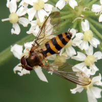 Meliscaeva cinctella (Syrphe)