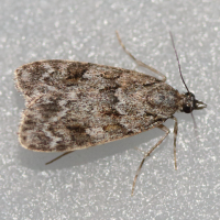 eudonia_lacustrata2md (Eudonia lacustrata)