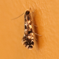 Nemapogon cloacella ('Cork moth')