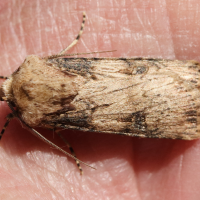 agrotis_puta3md (Agrotis puta)