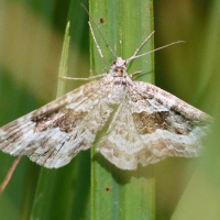 epirrhoe_alternata3md (Epirrhoe alternata)