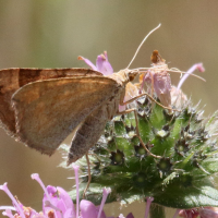 scotopteryx_chenopodiata9bd