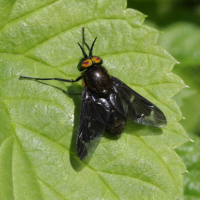 chrysops_caecutiens3bd (Chrysops caecutiens)