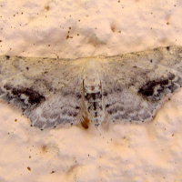 idaea_dimidiata2md