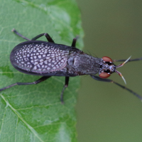 coremacera_marginata2md (Coremacera marginata)