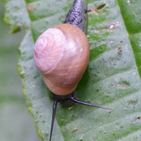 helicina_platychila4md