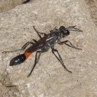 ammophila_sabulosa4md