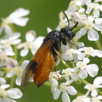 arge_cyanocrocera2bd (Arge cyanocrocera)