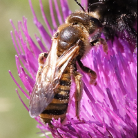 halictus_scabiosae4md